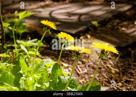 Eine Gruppe gelber Löwenzahnblüten scheint im Sonnenlicht. Stockfoto