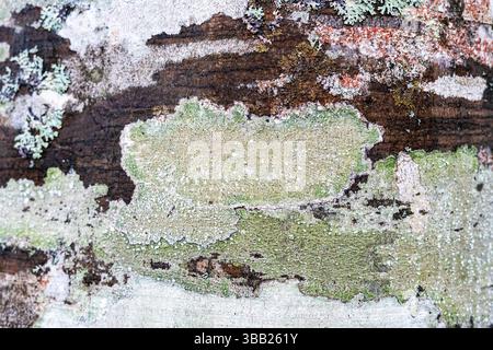 Rote und grüne Krustosen- und Blattflechten, die auf strukturierter Baumrinde in einem natürlichen Waldhabitat wachsen, natürlicher Hintergrund, Kopierraum Stockfoto