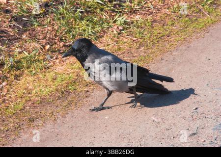 Vögel - Kapuzenkrähe (Corvus cornix). Eine Krähe spaziert im Park an einem sonnigen Tag. Eine Krähe geht auf Gras und Erde. Vögel, die in der Nähe eines Menschen leben Stockfoto