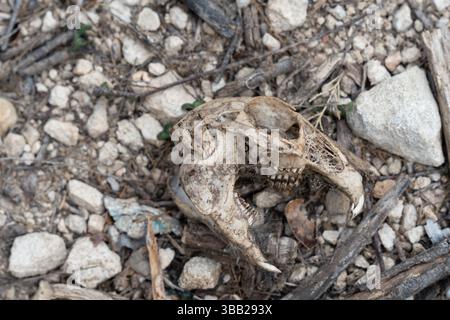 Verwitterter Kaninchenschädel auf felsigem Boden Stockfoto