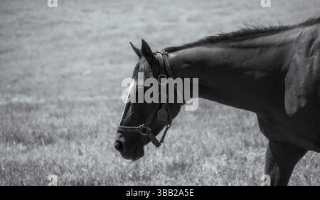 Ein Schwarzweiß-Porträt fängt die ruhige Eleganz eines Pferdes ein, das auf einem sonnendurchfluteten Feld steht. Der monochrome Ton verbessert die Textur des Fells. Stockfoto