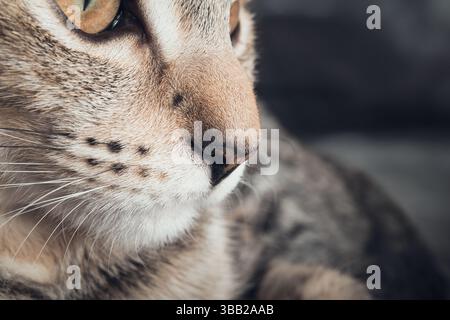 Katzennase Nahaufnahme auf dunklem Hintergrund. Seitenansicht des süßen Tabby-Katzengesichts. Entspannte Körpersprache. Konzept für Katzen mit überlegenem Geruchssinn. 4 Monate alt Stockfoto