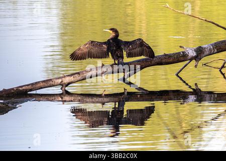 Kormorane (Phalacrocorax carbo) im Naturschutzgebiet Bislicher Insel bei Xanten, Auenlandschaft am Alten Rhein Stockfoto