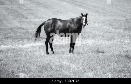 Ein einsames Pferd steht auf einer sonnendurchfluteten Weide, dessen muskulöser Rahmen sogar einfarbig glänzt. Stockfoto