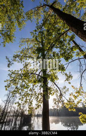 Beobachtungshütte im Naturschutzgebiet Biseller Insel bei Xanten, Auenlandschaft am Altrhein, Rückzugsgebiet für viele Tierarten - Xanten, Nordrhein-Westfalen, Deutschland *** Aussichtshütte im Naturschutzgebiet Bislicher Insel bei Xanten, Auenlandschaft am Altrhein, Rückzugsgebiet für viele Tierarten Xanten, Nordrhein-Westfalen, Deutschland Stockfoto