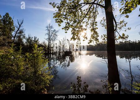 Beobachtungshütte im Naturschutzgebiet Biseller Insel bei Xanten, Auenlandschaft am Altrhein, Rückzugsgebiet für viele Tierarten - Xanten, Nordrhein-Westfalen, Deutschland *** Aussichtshütte im Naturschutzgebiet Bislicher Insel bei Xanten, Auenlandschaft am Altrhein, Rückzugsgebiet für viele Tierarten Xanten, Nordrhein-Westfalen, Deutschland Stockfoto