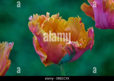Üppige bunte Tulpen aus nächster Nähe Stockfoto