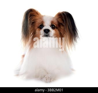 Papillon Hund vor weißem Hintergrund Stockfoto
