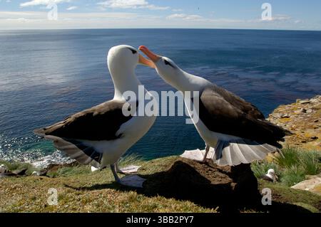 Während der Balz führen Schwarzbrauen-Albatrosse (Diomedea melanophris) synchronisierte Bewegungen durch und heben die Paarbindungen auf. Diese Leben Stockfoto
