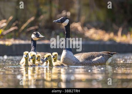 Die stolzen Eltern von Kanadischen Gänsen (Branta canadensis) schwimmen mit ihren neugeborenen Gänsen auf einem Kanal in Großbritannien in der Frühlingssonne. Stockfoto