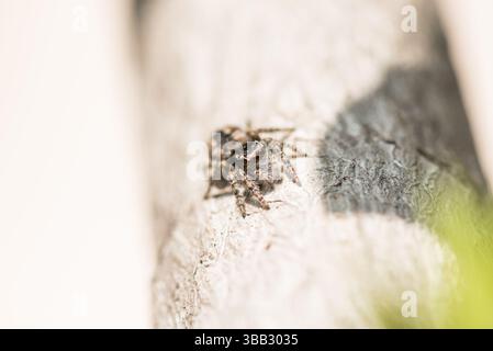 Rotbauchspinne (Philaeus chrysops), die in Dalyan, Turkiye, ruht Stockfoto