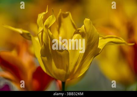 Üppige gelbe bunte Tulpen aus nächster Nähe Stockfoto