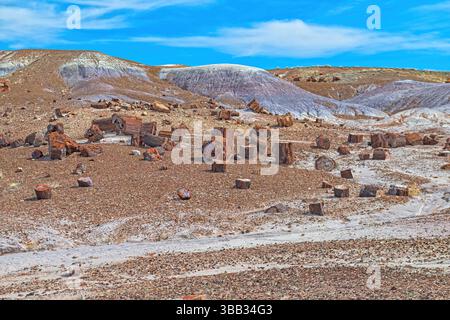 Verstreute Petrified Wood Rocks in der Painted Desert im Petrified Forest National Park in Arizona Stockfoto