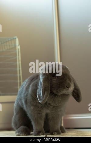 Eine Nahaufnahme eines kleinen, grauen Kaninchens, der auf einer hellen Oberfläche sitzt. Stockfoto