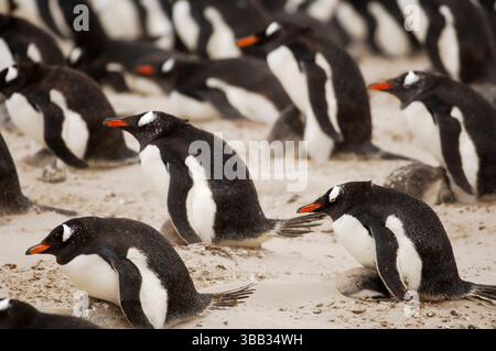 Ausgewachsene Gentoo-Pinguine (Pygoscelis papua) schützen ihre anfälligen Küken vor Luftsand bei starken Winden in der Brutkolonie. Die Eltern sh Stockfoto
