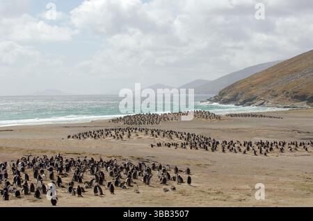 In ihrem Verbreitungsgebiet in der Antarktis und Subantarktis brüten Gentoo-Pinguine (Pygoscelis papua) von August bis März in kleinen Kolonien. Th Stockfoto