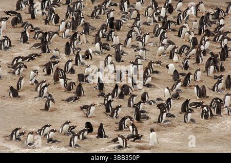 In ihrem Verbreitungsgebiet in der Antarktis und Subantarktis brüten Gentoo-Pinguine (Pygoscelis papua) von August bis März in kleinen Kolonien. Th Stockfoto