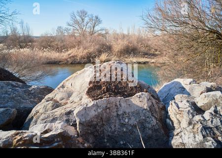 Gebiet von ​​trees, Äste und Spitzen, die in der Nähe des Wassers wachsen Stockfoto