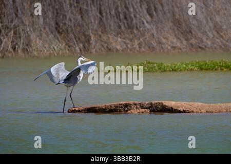 Graureiher (Ardea cinerea) stehend mit offenen Flügeln auf einem flachen Felsen in einer Lagune Stockfoto