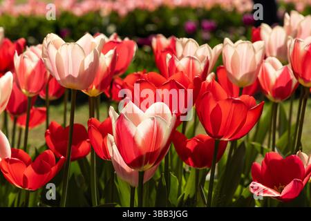 Tulip Display im Keukenhof, in der Nähe von Amsterdam, Holland Stockfoto