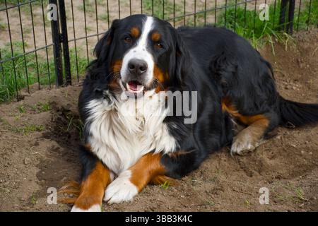 Entspannter Berner Sennenhund, der im Schotterfeld liegt Stockfoto
