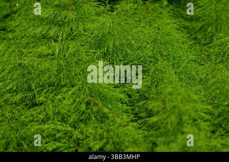 Abstrakte Nahaufnahme von Schachtelhalmen – Natural Green Texture Stockfoto