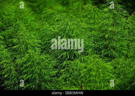 Abstrakte Nahaufnahme von Schachtelhalmen – Natural Green Texture Stockfoto