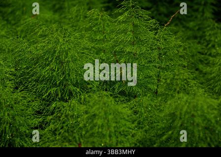 Abstrakte Nahaufnahme von Schachtelhalmen – Natural Green Texture Stockfoto