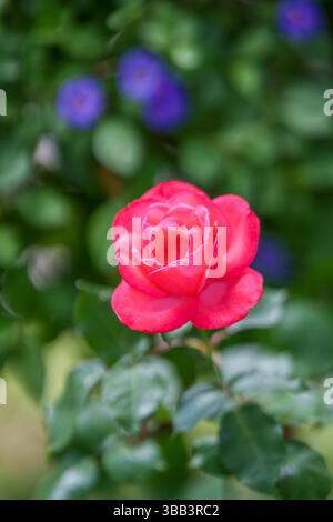 Rosa Rose in natürlicher Gartenumgebung mit weichem Fokus. Stockfoto