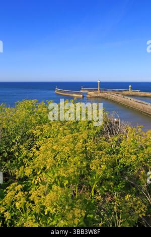 Whitby Harbour von West Cliff, North Yorkshire, England, Großbritannien. Stockfoto