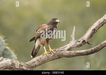 Harris's Hawk (Parabuteo unicinctus) juvenile, Texas, USA, Nordamerika Stockfoto