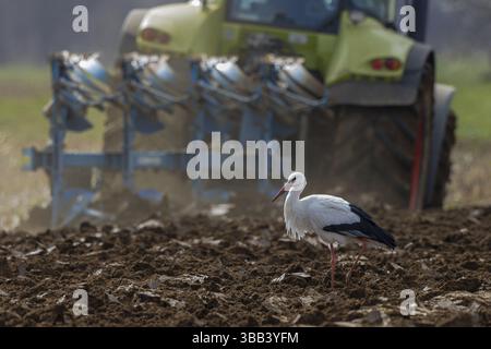 Weißstorch (Ciconia ciconia) auf der Suche nach frisch gepflügten Feldern, Nordrhein-Westfalen, Deutschland, Europa Stockfoto