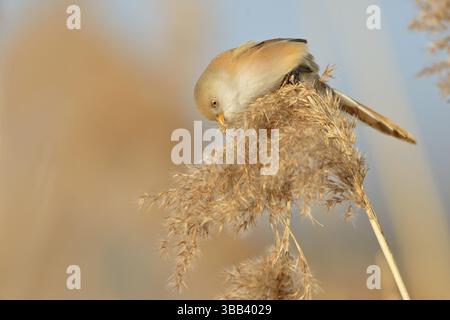 Bärtiges Reedling (Panurus biarmicus), Weibchen, das Schilf ernährt, Niederlande Stockfoto