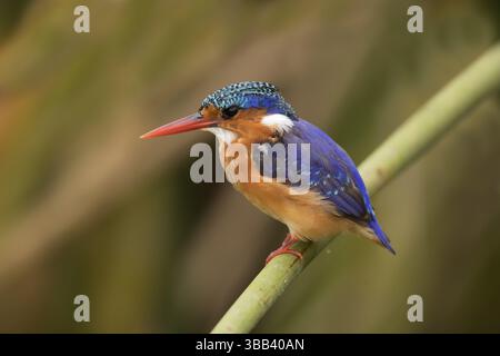 Malachit-Eisvogel (Corythornis cristatus), Hawassa-See, Äthiopien, Afrika Stockfoto