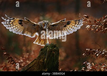 Eulenfliege im Herbstwald. Eule in Orangenholz, gelbes Auge. Langohrige Eulen, Asio Otus, mit Orangeneiche im Herbst. Tierwelt aus der Natur Stockfoto