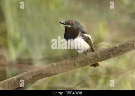 Braunthroated Wattle-Eye (Platysteira cyanea) Weibchen auf einem Ast, Lake Hawassa, Äthiopien, Afrika Stockfoto