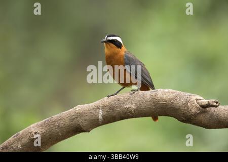 Weißbrauen-Robin-Chat (Cossypha heuglini) auf einem Zweig, Lake Hawassa, Äthiopien, Afrika Stockfoto
