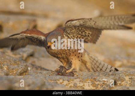 Kleiner Kestrel (Falco naumanni), Mann isst eine Maus auf dem Dach, Kastilien-La Mancha Stockfoto