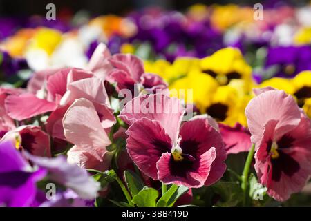 Leuchtende Petunien in voller Blüte in verschiedenen Farben. Fotografiert in einem Sommergarten. Stockfoto