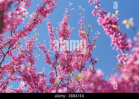 Östliche Redbud-Baum in voller Blüte mit leuchtenden rosa und magentafarbenen Blüten vor einem strahlend blauen Himmel im frühen Frühling Stockfoto