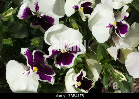 Leuchtende Petunien in voller Blüte in verschiedenen Farben. Fotografiert in einem Sommergarten. Stockfoto
