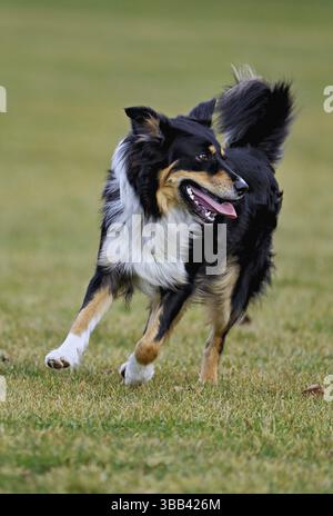 Mischhund zwischen Border Collie und Australian Shepherd springt über die Wiese, Schweiz, Europa Stockfoto