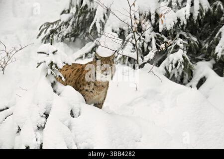 Eurasischer Luchs (Lynx Luchs), stehend in einem schneebedeckten Wald, gefangen, Deutschland, Europa Stockfoto
