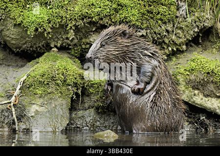 Eurasischer Biber, europäischer Biber (Castor-Faser), kratzt sich am Bauch, Schweiz, Europa Stockfoto