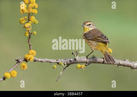 Palmenbarsche (Setophaga palmarum hypochrysea) auf einem blühenden Zweig in Texas, USA, Nordamerika Stockfoto
