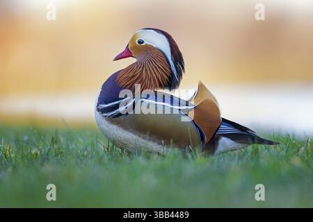 Mandarinente (Aix galericulata) männlich, Sachsen-Anhalt, Deutschland, Europa Stockfoto