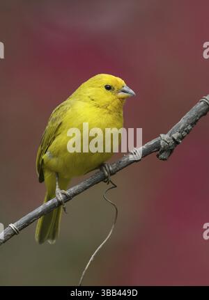 Safranfinke (Sicalis flaveola) auf einem Zweig, Pichincha, Ecuador, Südamerika Stockfoto