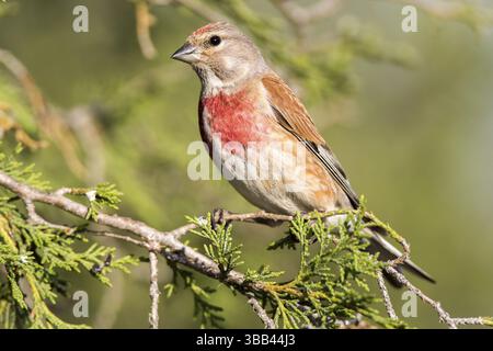 Linnet (Linaria cannabina) männlich, Kastilien und Leon, Spanien, Europa Stockfoto