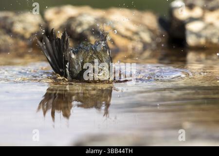Fringilla coelebs (Fringilla coelebs), weibliche Baderinnen, Kastilien und Leon, Spanien, Europa Stockfoto