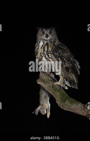 Uhu (Bubo bubo) männlich mit Kaninchenbeute, Extremadura, Portugal, Europa Stockfoto